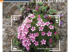 CONCOURS PHOTOS ROCANATURE : objectif flore des milieux rocheux d'Occitanie