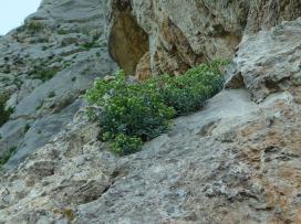 Hormatophylla saxigena sur sitye d'escalade