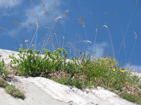 dalle et Bupleurum_angulosum©C.Bergès_CBNPMP.jpg